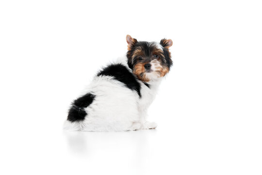 Smart pet. Studio image of cute little Biewer Yorkshire Terrier, dog, puppy, posing over white background. Concept of motion, action, pets love, animal life, domestic animal. Copyspace for ad.