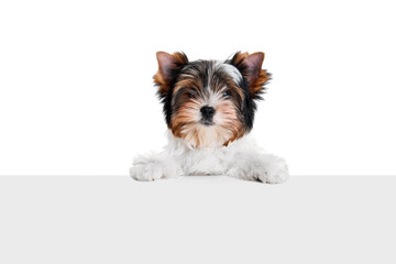 Studio image of cute little Biewer Yorkshire Terrier, dog, puppy leaning on box over white...