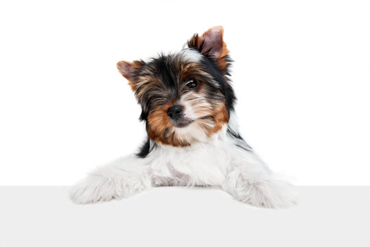 Studio image of cute little Biewer Yorkshire Terrier, dog, puppy leaning on box over white background. Concept of motion, action, pets love, animal life, domestic animal. Copyspace for ad.