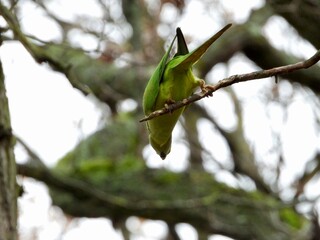 bird on a branch