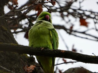 green winged macaw