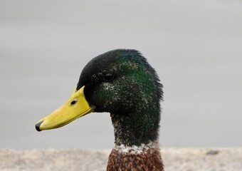 duck