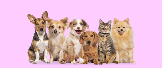 Happy sitting group dogs and a cat looking at the camera and panting mouth open against a pink background