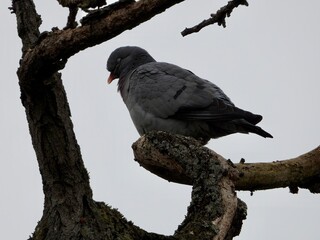 pigeon on a tree