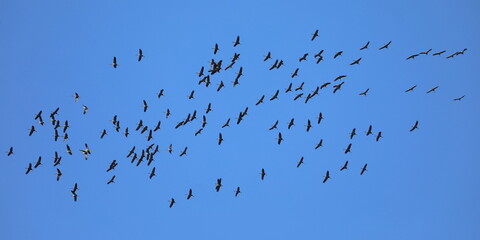 Kranich Zugvögel am Himmel