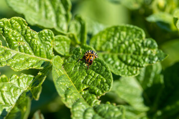 Colorado beetles, growing potatoes as a food product