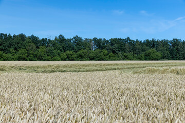 An agricultural field where wheat is grown