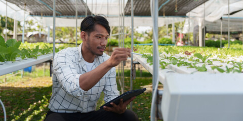 Asian business owner observed about growing organic in hydroponics farm. Growing organic vegetable...