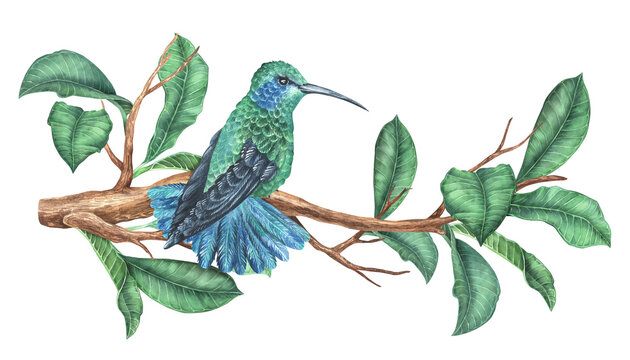 Watercolor illustration. Hummingbird sits on a branch. Tropical exotic bird and green leaves. Isolated on a white background. For design printing on fabrics and home goods