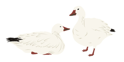 Pair of white arctic goose. Birds of the North. Realistic vector bird