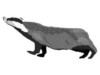 Badger stuck his head up. Forest wild animals of Europe. animal vector © AnnstasAg