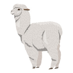 White fluffy alpaca Lama pacos. Realistic animal vector