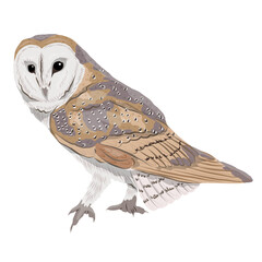 Spotted brown barn owl. Night predatory birds of the forest. Realistic vector bird