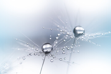 Beautiful dew drops on dandelion seed macro. soft background. Water drops on parachutes dandelion. Copy space. soft focus on water droplets. circular shape, Hope and dreaming concept. Fragility.