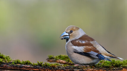 Hawfinch (Coccothraustes coccothraustes) sitting on a stump in moss.