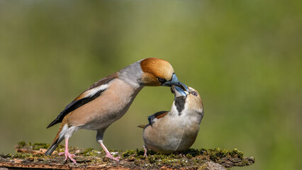 Hawfinch (Coccothraustes coccothraustes) male feeds Hawfinch female sits on a stump in moss.