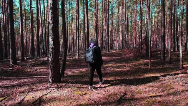 Rear view of a woman travels through an autumn pine forest with a backpack.