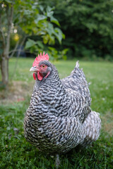 Dutch local chicken breed called Dutch blue 