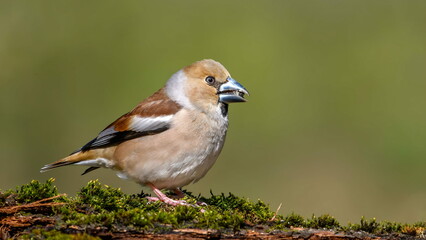 Hawfinch (Coccothraustes coccothraustes) sitting on a stump in moss.