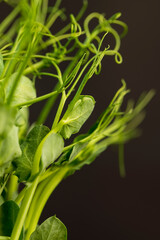A large number of green pea sprouts, pea plants