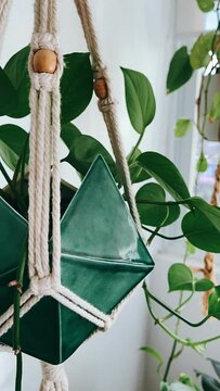hanging plant,leaf, plant, nature, flower, tree, spring, summer, garden, branch, illustration, vector, leaves, design, foliage, art, color, decoration, flora, floral, pattern, green, eco, growth, bota
