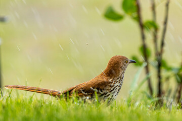 bird taking a bath