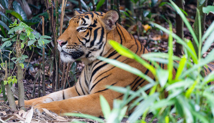 Malayan Tiger