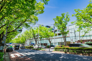 東京　新緑の表参道