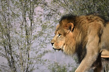 Lion walking left with copy space