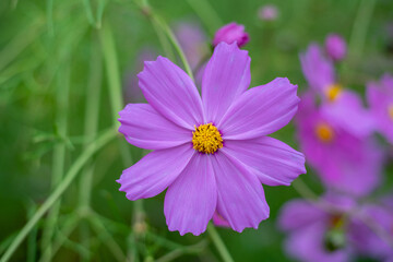 Fototapeta premium コスモス