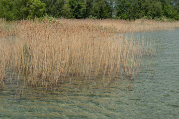 Schilf am See, Schweiz