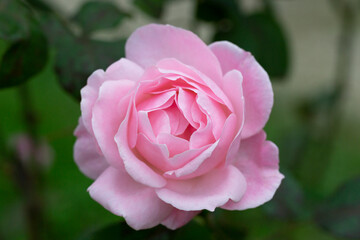 Pink rose in soft color, Made with blur style for background