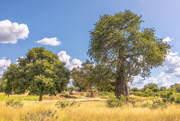 Afrikanische Landschaft mit blühendem Baobab-Baum und Lehmhäusern