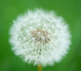 Fototapeta premium Macro shot of white dandelion blowball on blurred green background.