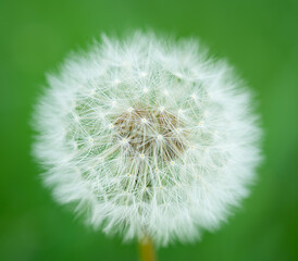 Macro shot of white dandelion blowball on blurred green background.