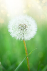 Vertical shot of white dandelion blowball on blurred green background.