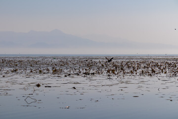 Silhouette of water plants and  a bird flying over water surface at sunrise at Lake Skadar, Virpazar, Bar, Montenegro, Balkans, Europe. Water reflection with misty Dinaric Alps mountains. Freedom