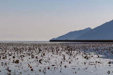Silhouette of water plants and  a bird flying over water surface at sunrise at Lake Skadar, Virpazar, Bar, Montenegro, Balkans, Europe. Water reflection with misty Dinaric Alps mountains. Freedom