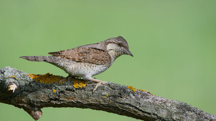 Eurasian Wryneck (Jynx torquilla) sitting on a beautiful branch.