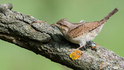 Eurasian Wryneck (Jynx torquilla) sitting on a beautiful branch.