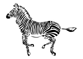 Fototapeta na wymiar Running zebra on transparent background