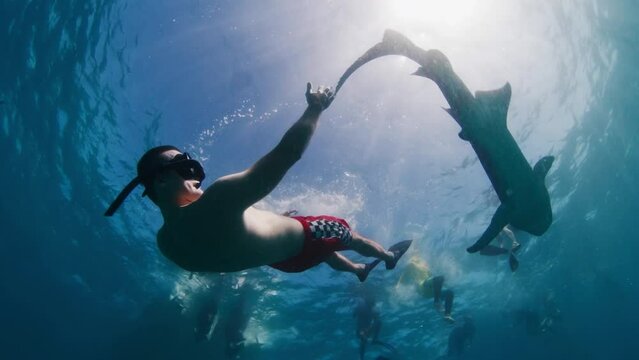 Man and shark. Young man snorkelling with the Nurse sharks, Ginglymostoma cirratum, in the tropical sea