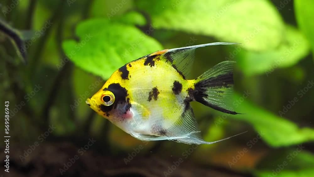 Poster Angel Fish Koi Panda Yellow Head swimming in tank fish (Pterophyllum scalare) - Posters