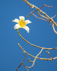 Yellow flower on a tree against a blue sky.