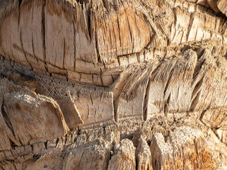 Palm tree bark as a background.