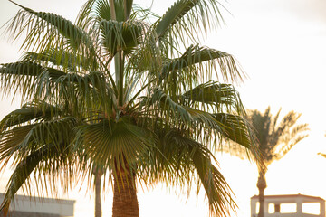 Palm trees at sunset. nature in the tropics
