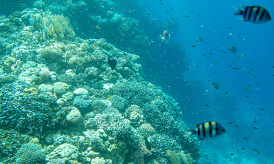 Coral reef at the bottom of the Red Sea.