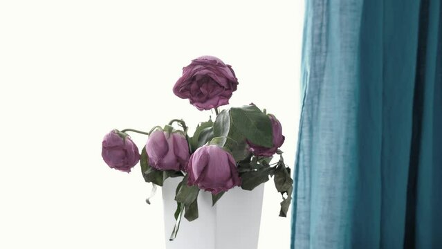 Withered roses standing in a vase