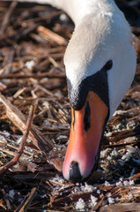 Fototapeta premium swans feed on the shore of the pond