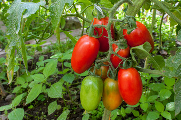 delicious and red tomatoes natural